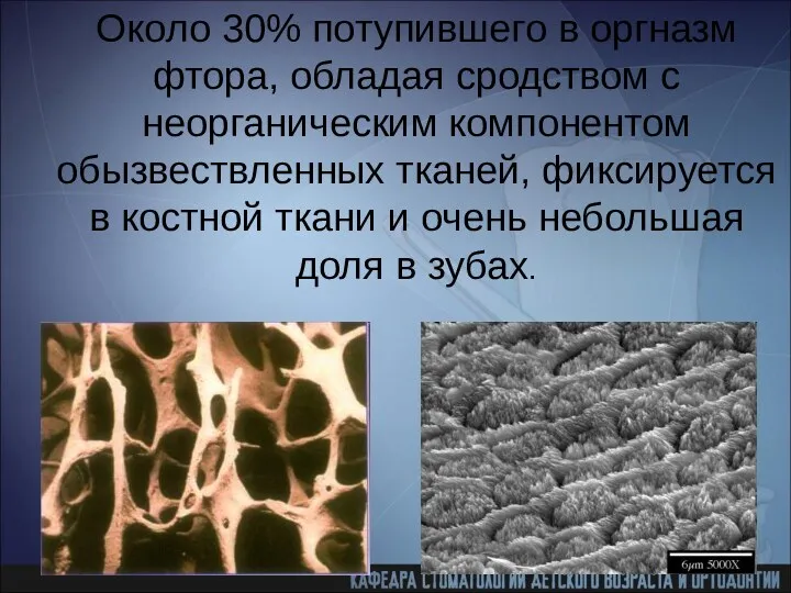 Около 30% потупившего в оргназм фтора, обладая сродством с неорганическим компонентом обызвествленных тканей,