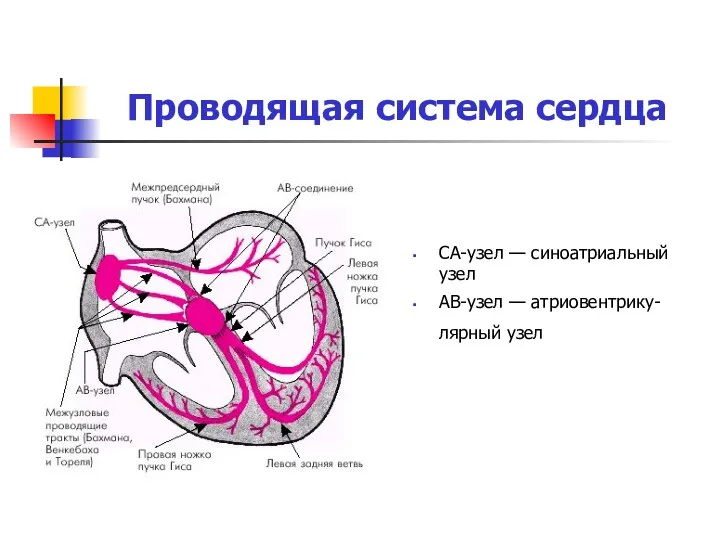 Проводящая система сердца СА-узел — синоатриальный узел АВ-узел — атриовентрику-лярный узел