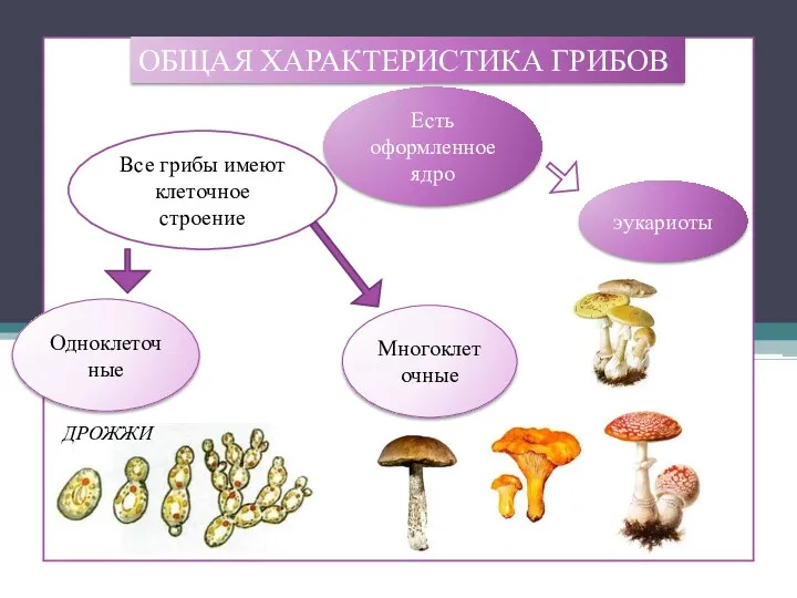 ОБЩАЯ ХАРАКТЕРИСТИКА ГРИБОВ Все грибы имеют клеточное строение Одноклеточные Многоклеточные Есть оформленное ядро эукариоты ДРОЖЖИ