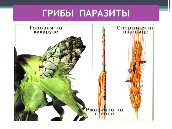 ГРИБЫ ПАРАЗИТЫ