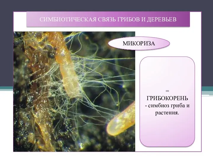 СИМБИОТИЧЕСКАЯ СВЯЗЬ ГРИБОВ И ДЕРЕВЬЕВ МИКОРИЗА = ГРИБОКОРЕНЬ - симбиоз гриба и растения.
