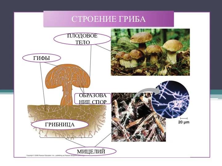 СТРОЕНИЕ ГРИБА ГИФЫ МИЦЕЛИЙ ПЛОДОВОЕ ТЕЛО ОБРАЗОВАНИЕ СПОР ГРИБНИЦА