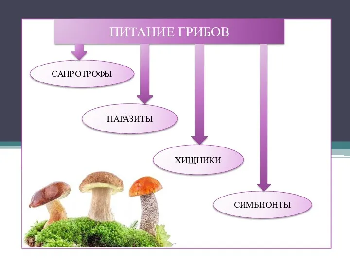 ПИТАНИЕ ГРИБОВ САПРОТРОФЫ ПАРАЗИТЫ СИМБИОНТЫ ХИЩНИКИ