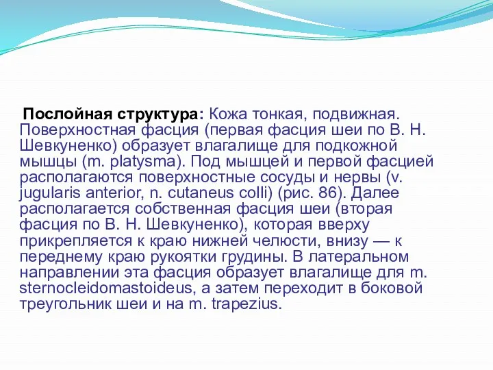 Послойная структура: Кожа тонкая, подвижная. Поверхностная фасция (первая фасция шеи