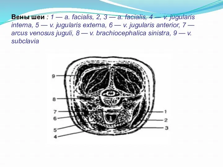 Вены шеи : 1 — a. facialis, 2, 3 — a. facialis, 4