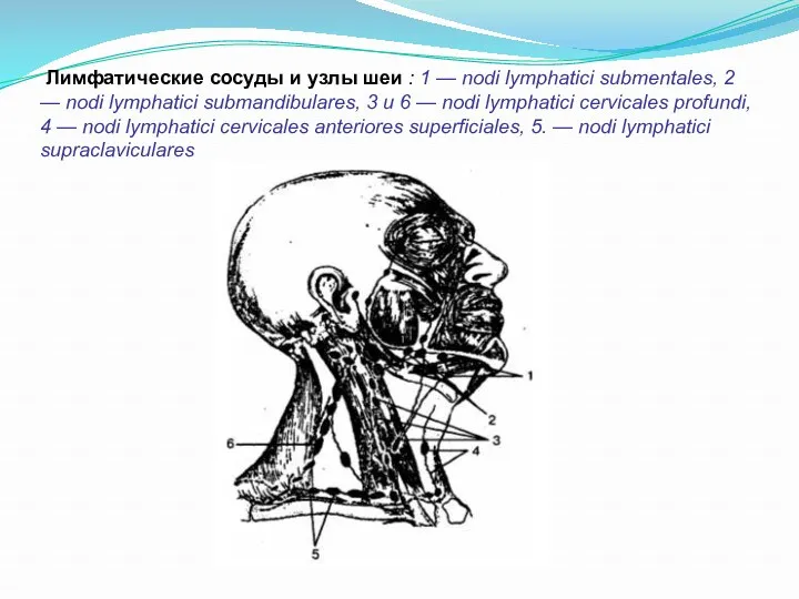 Лимфатические сосуды и узлы шеи : 1 — nodi lymphatici submentales, 2 —