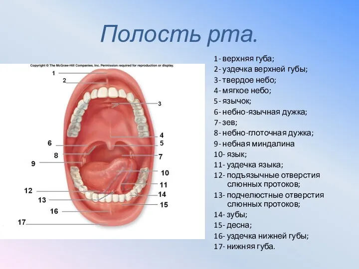 Полость рта. 1- верхняя губа; 2- уздечка верхней губы; 3-