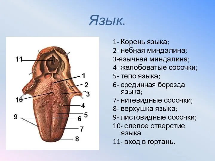 Язык. 1- Корень языка; 2- небная миндалина; 3-язычная миндалина; 4-