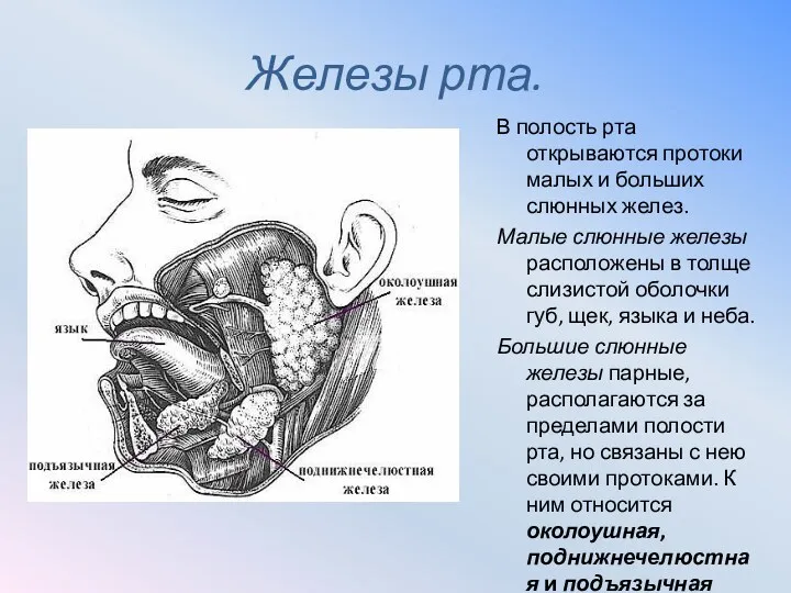 Железы рта. В полость рта открываются протоки малых и больших