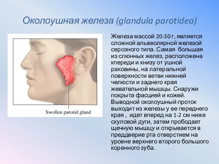 Околоушная железа (glandula parotidea) Железа массой 20-30 г, является сложной