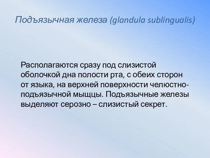 Подъязычная железа (glandula sublingualis) Располагаются сразу под слизистой оболочкой дна