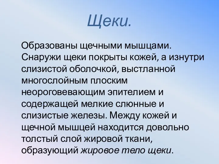 Щеки. Образованы щечными мышцами. Снаружи щеки покрыты кожей, а изнутри