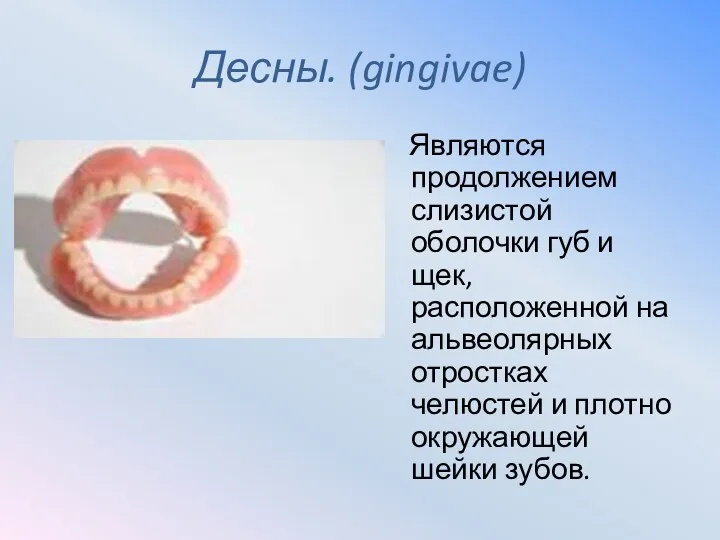 Десны. (gingivae) Являются продолжением слизистой оболочки губ и щек, расположенной