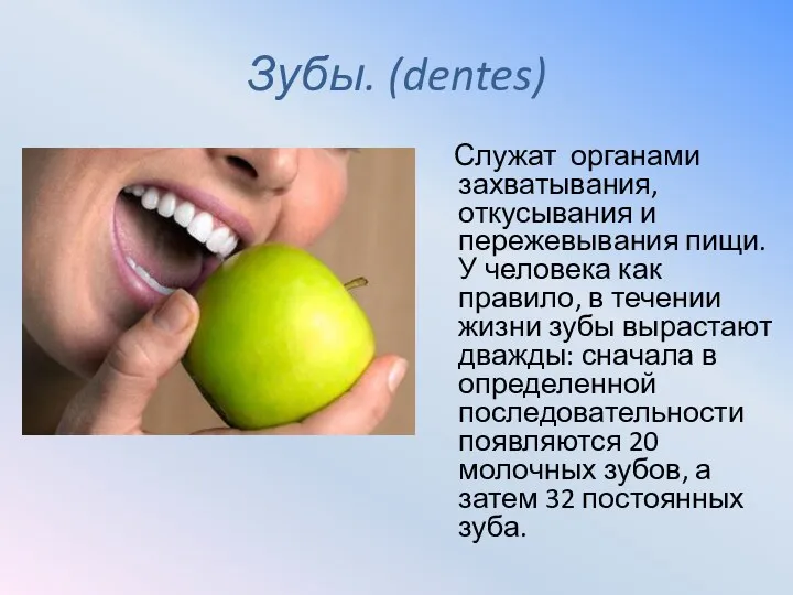 Зубы. (dentes) Служат органами захватывания, откусывания и пережевывания пищи. У