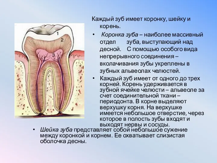 Каждый зуб имеет коронку, шейку и корень. Коронка зуба –