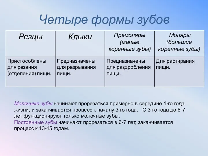 Четыре формы зубов Молочные зубы начинают прорезаться примерно в середине