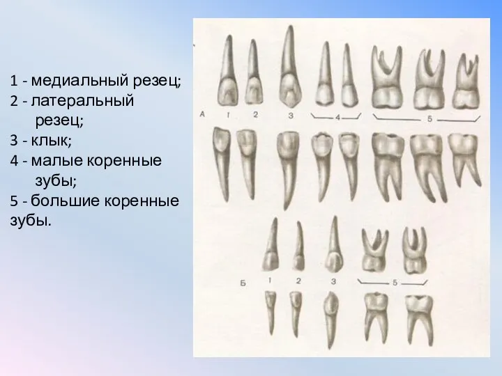 1 - медиальный резец; 2 - латеральный резец; 3 -