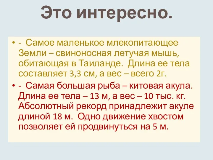 Это интересно. - Самое маленькое млекопитающее Земли – свиноносная летучая