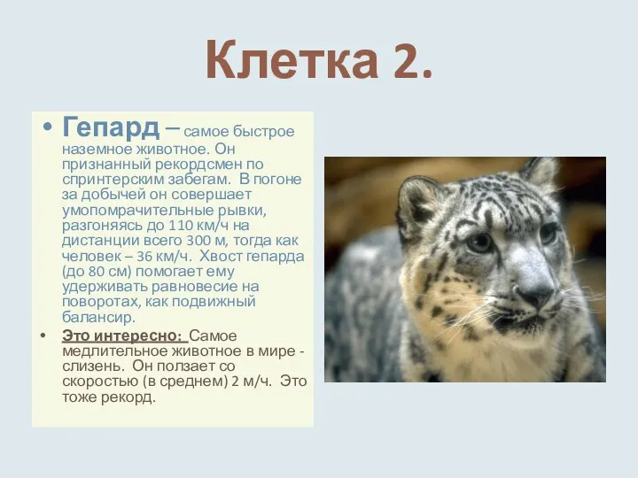 Клетка 2. Гепард – самое быстрое наземное животное. Он признанный