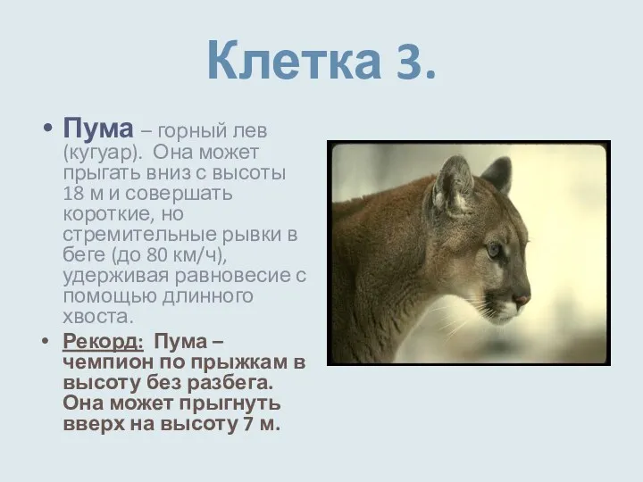 Клетка 3. Пума – горный лев (кугуар). Она может прыгать