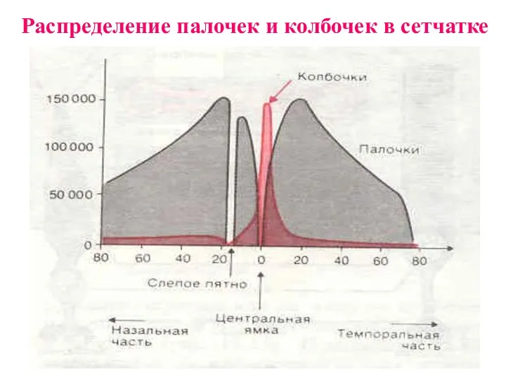 Распределение палочек и колбочек в сетчатке