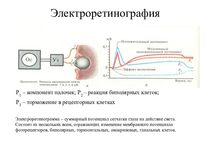 Электроретинография Р1 – компонент палочек; Р2 – реакция биполярных клеток; Р3 – торможение