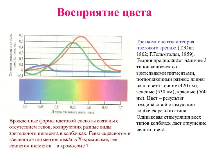 Восприятие цвета Трехкомпонентная теория цветового зрения: (Т.Юнг, 1802; Г.Гельмгольц, 1859). Теория предполагает наличие