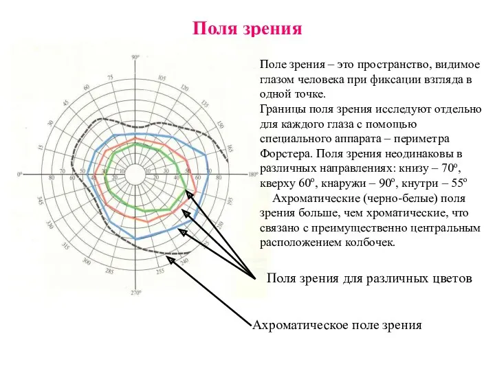 Поля зрения Поле зрения – это пространство, видимое глазом человека при фиксации взгляда