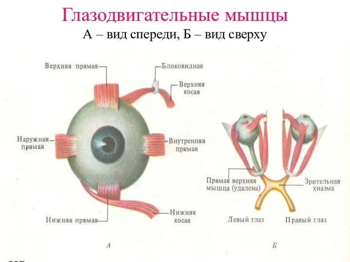 Глазодвигательные мышцы А – вид спереди, Б – вид сверху