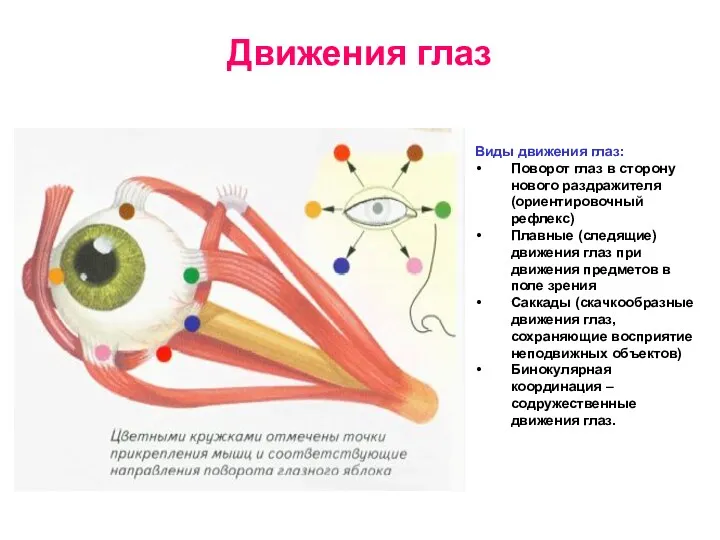 Движения глаз Виды движения глаз: Поворот глаз в сторону нового раздражителя (ориентировочный рефлекс)