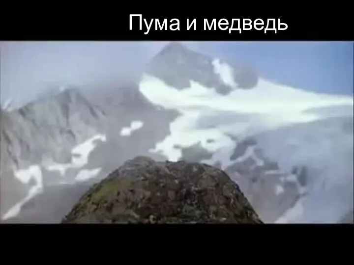 Пума и медведь