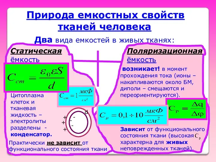 Природа емкостных свойств тканей человека Два вида емкостей в живых тканях: Статическая ёмкость