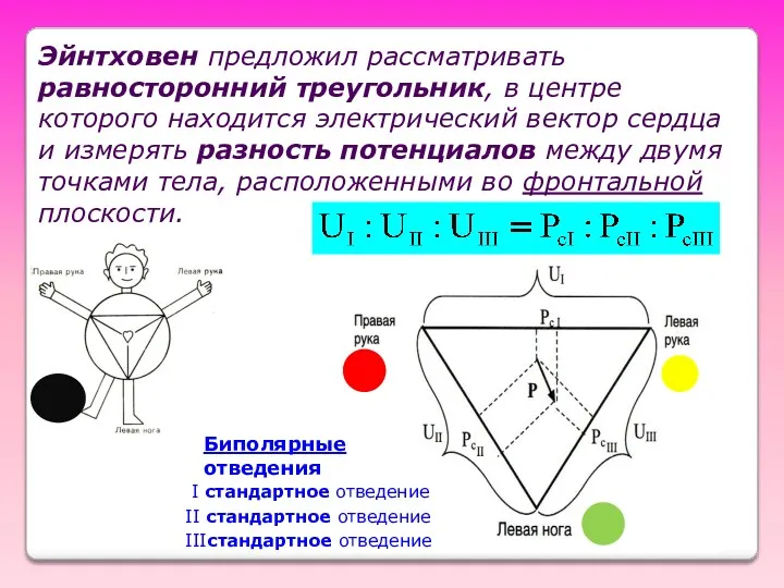 Эйнтховен предложил рассматривать равносторонний треугольник, в центре которого находится электрический вектор сердца и