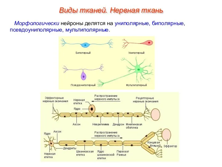 Морфологически нейроны делятся на униполярные, биполярные, псевдоуниполярные, мультиполярные. Виды тканей. Нервная ткань