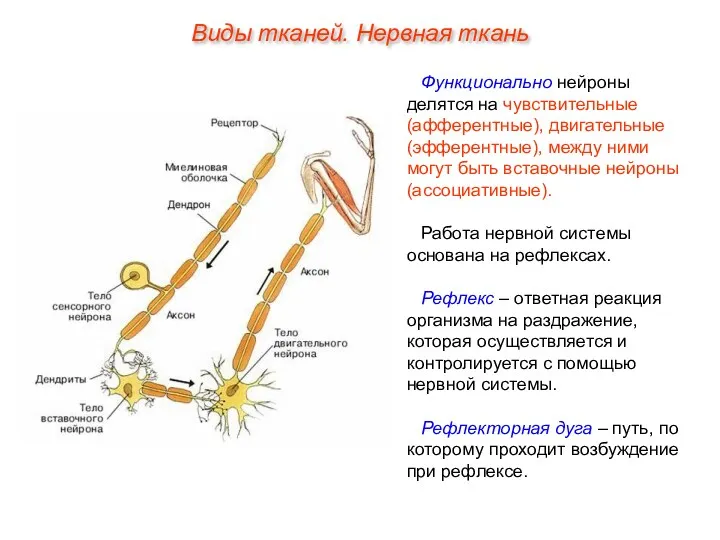 Функционально нейроны делятся на чувствительные (афферентные), двигательные (эфферентные), между ними могут быть вставочные