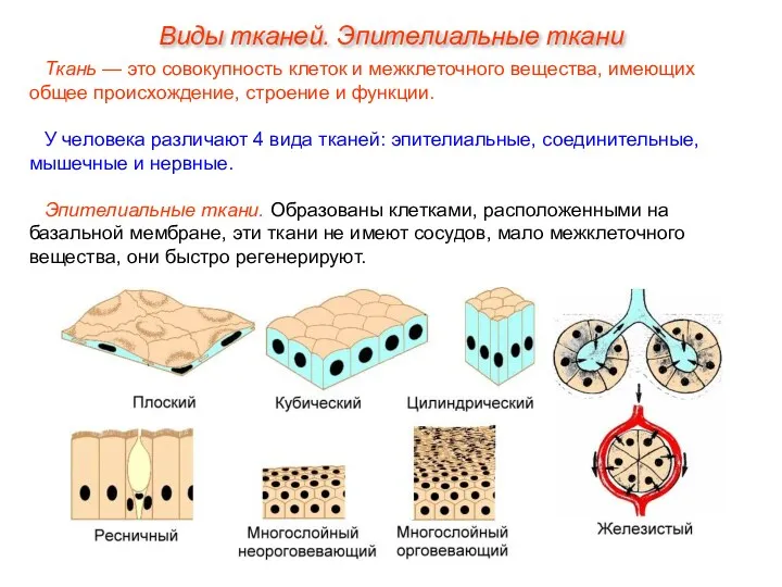 Виды тканей. Эпителиальные ткани Ткань — это совокупность клеток и