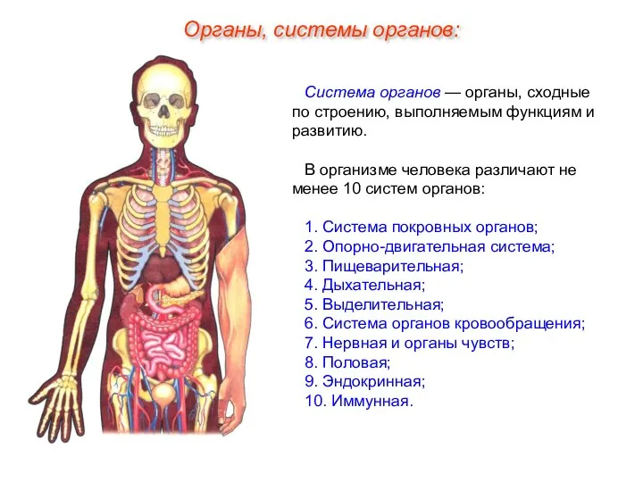 Система органов — органы, сходные по строению, выполняемым функциям и развитию. В организме