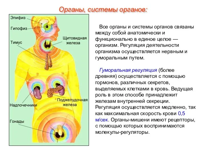 Все органы и системы органов связаны между собой анатомически и функционально в единое