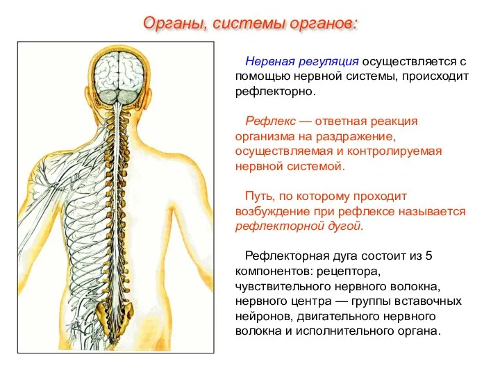 Нервная регуляция осуществляется с помощью нервной системы, происходит рефлекторно. Рефлекс