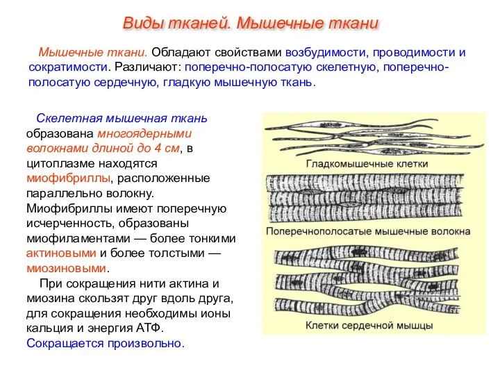 Скелетная мышечная ткань образована многоядерными волокнами длиной до 4 см,