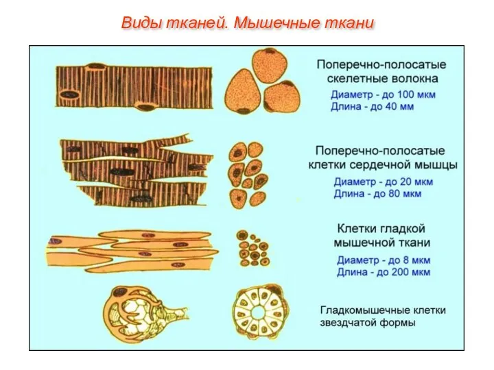 Виды тканей. Мышечные ткани