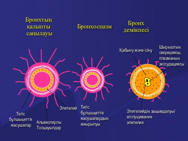 Тегіс бұлшықеттік жасушалар Эпителий Альвеолярлы Тосқауылдар Тегіс бұлшықеттік жасушалардың жиырылуы