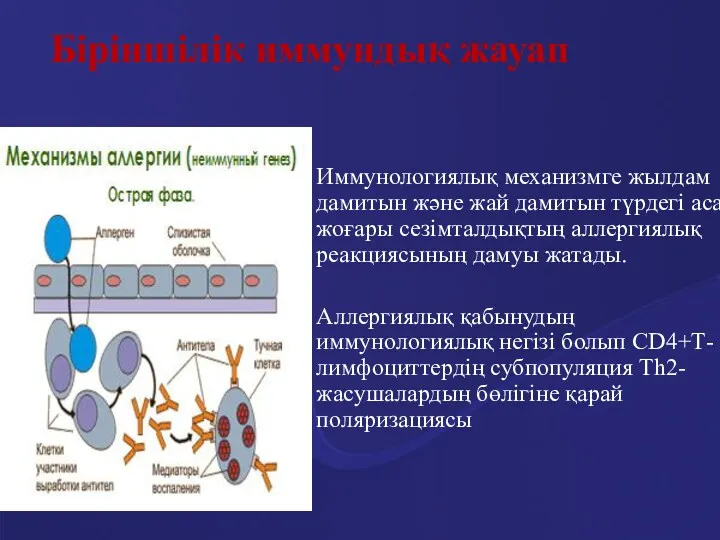 Біріншілік иммундық жауап Иммунологиялық механизмге жылдам дамитын және жай дамитын