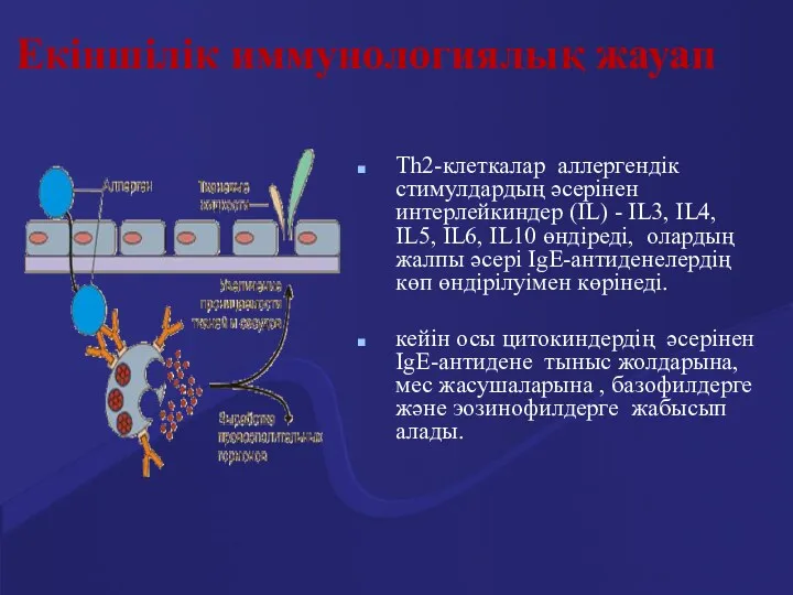 Екіншілік иммунологиялық жауап Тh2-клеткалар аллергендік стимулдардың әсерінен интерлейкиндер (IL) -