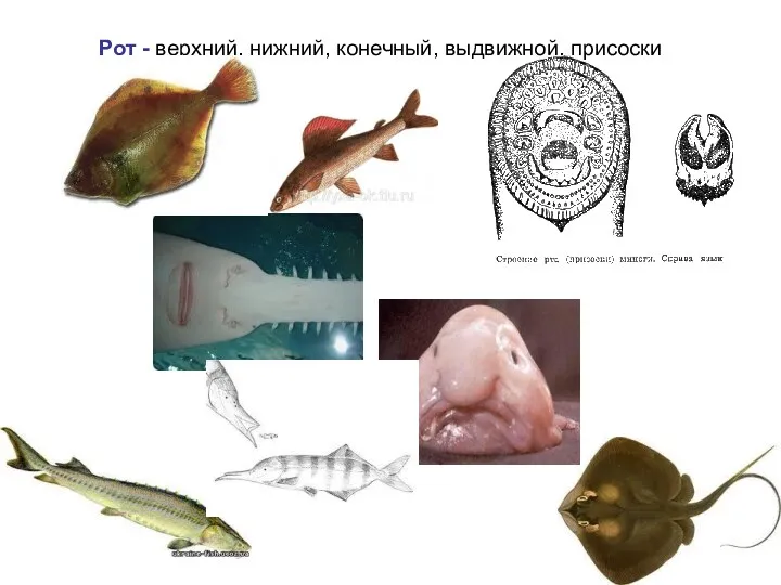 Рот - верхний, нижний, конечный, выдвижной, присоски