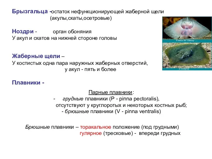 Брызгальца -остаток нефункционирующей жаберной щели (акулы,скаты,осетровые) Ноздри - орган обоняния