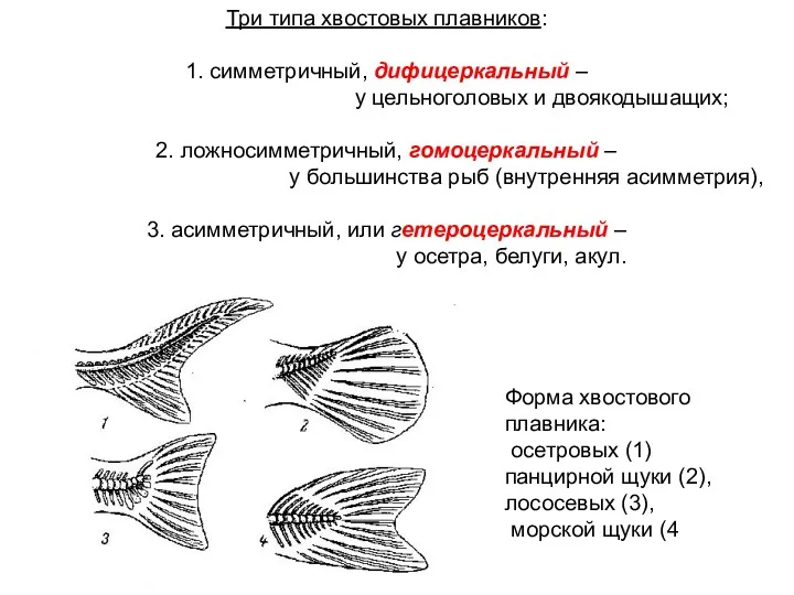 Форма хвостового плавника: осетровых (1) панцирной щуки (2), лососевых (3),
