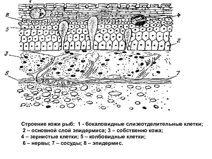 Строение кожи рыб: 1 - бокаловидные слизеотделительные клетки; 2 –