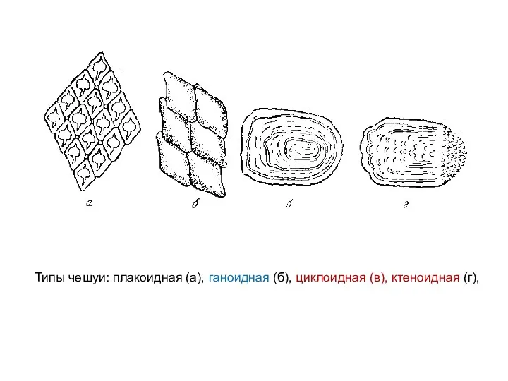 Типы чешуи: плакоидная (а), ганоидная (б), циклоидная (в), ктеноидная (г),