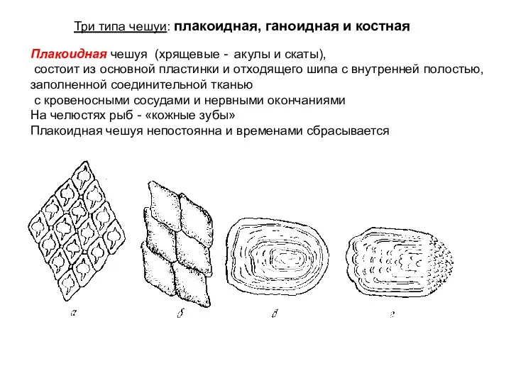 Три типа чешуи: плакоидная, ганоидная и костная Плакоидная чешуя (хрящевые